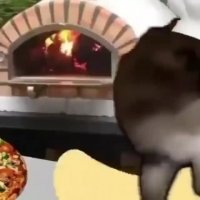 gato pizza.mp4