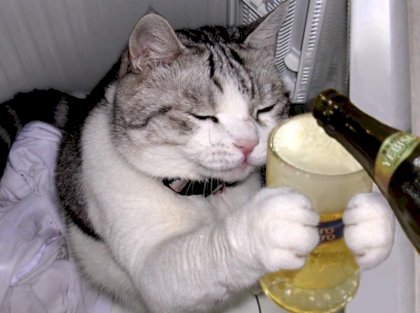 kot beer.jpg