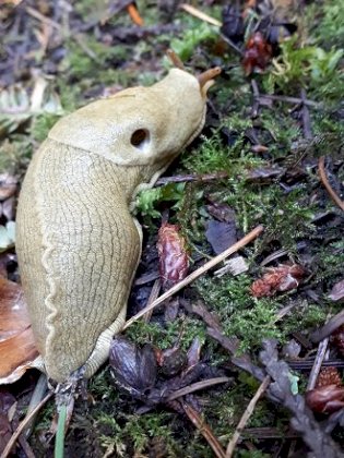 slug1.jpg