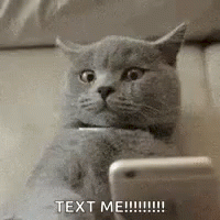 cat-text-me.gif