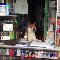 dogeindochina.mp4