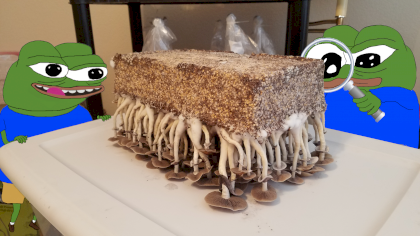 shrooms2.png
