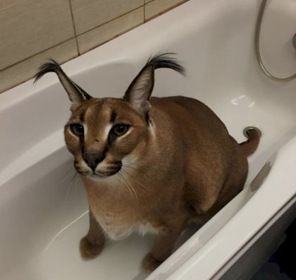 cat on bath.jpg