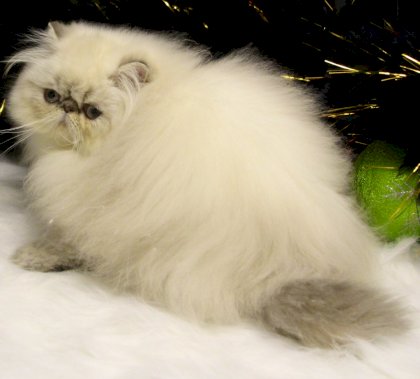 persian-371329-355724015.jpeg