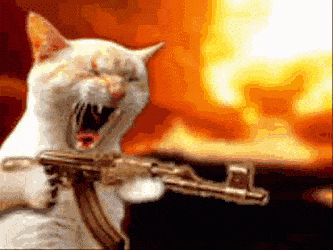 machine gun cat.gif