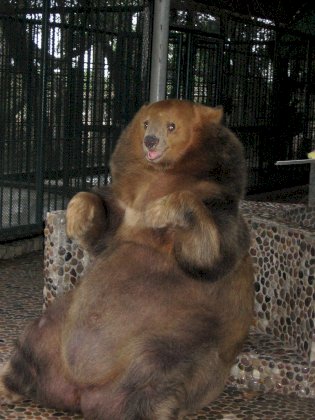 fat bear sit face.jpg