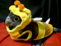 cute_parrot.png