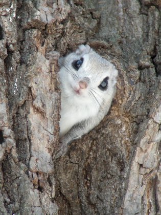squirrel2.jpg