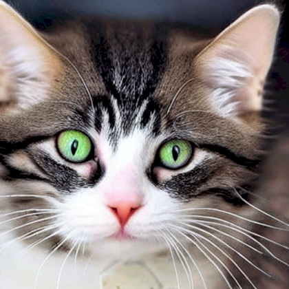 really adorable cat - 2.png