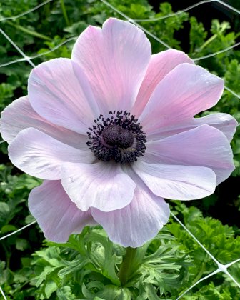 anemone-mistral-rarity-0_2a3a8499-3c03-41bb-9f59-4cd536a599c2_x544_crop_center@2x.jpg