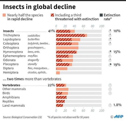 insect decline.jpg