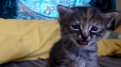 the permanently sad kitten.jpg