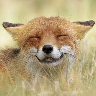 Fuchs grinst.jpg