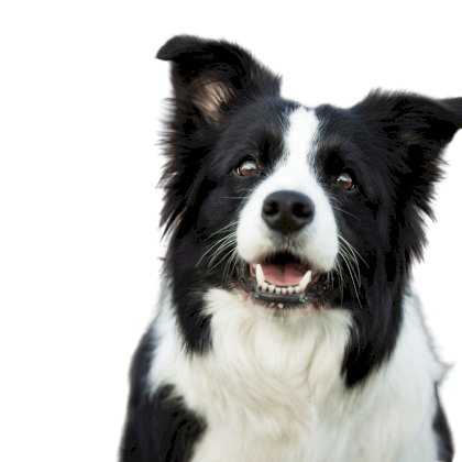 border-collie-profile-picture.png