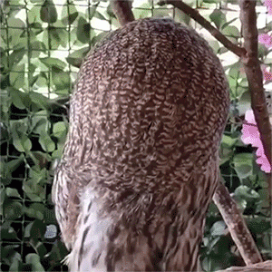 07e97465182c368bc3604724f1027802-imagegif.gif