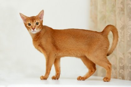 Abyssinian-cat.jpg