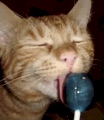 lollipop cat.jpg