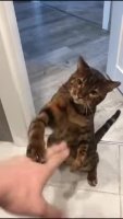 aPgdePV_460svvp9.webm