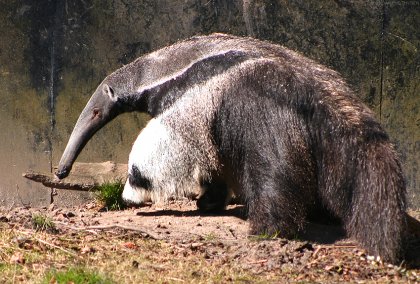 anteater.jpg