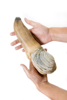 800px-Geoduck_held_in_two_hands[1].jpg