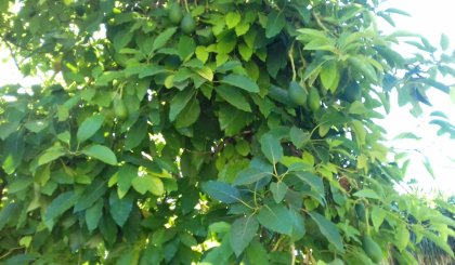 aguacates.jpg