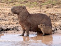 capybara.png
