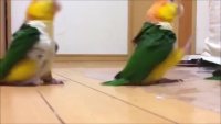 parrot march.webm