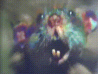 mouse.gif