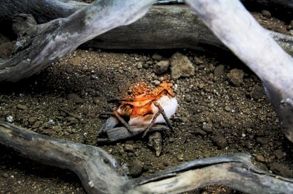 RECS-150020-TAMP-KINDLING-1024x680.jpg