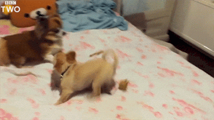giphy-downsized-large[1].gif