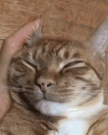 cat-wake-up.gif