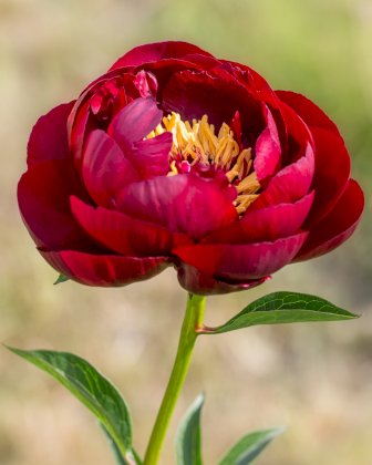 peony-buckeye-bell-4[1].jpg