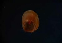 deep_sea_shit.webm