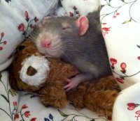 rat1.jpg