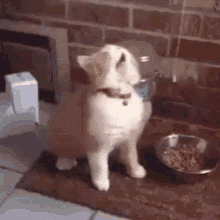sneezing-cat.gif