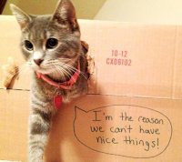 yes it is a cat.jpg
