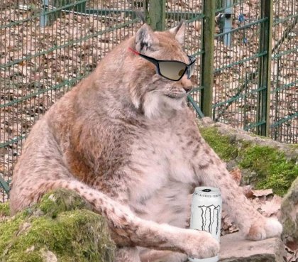 luchs_boomer_bernd.jpg