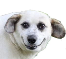 the mighty dogola.png