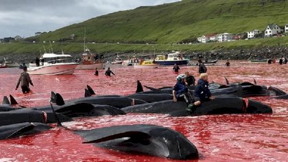 animalstoday-grindadráp-2018-foto-Sea-Shepherd-UK.jpg