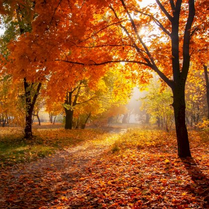 autum-leaves.jpg