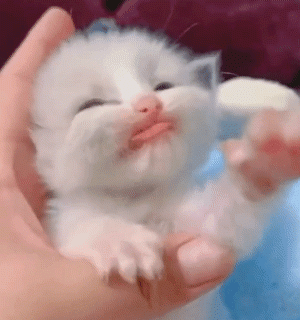 Tumblr_l_256365612961741.gif
