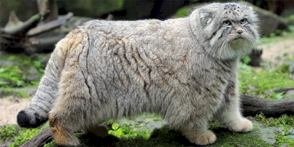 Pallass_cat-949x475.png