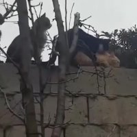 a87bd8V_460svav1.mp4