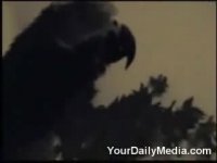 rude parrot.webm