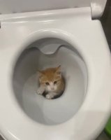 kot w toalecie.mp4