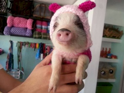 pigge.jpg