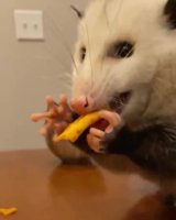 possum.mp4