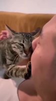 kot_face_touch.webm