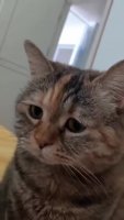 miau_kot.mp4