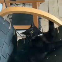 confusedkot.mp4